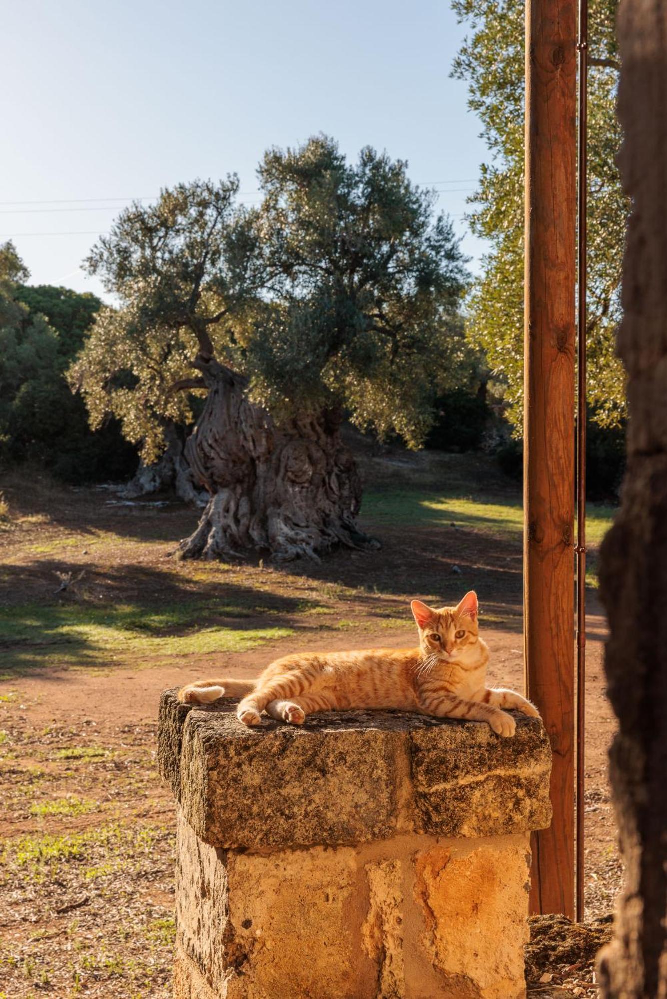Masseria Brigantino Torre Canne Exterior photo
